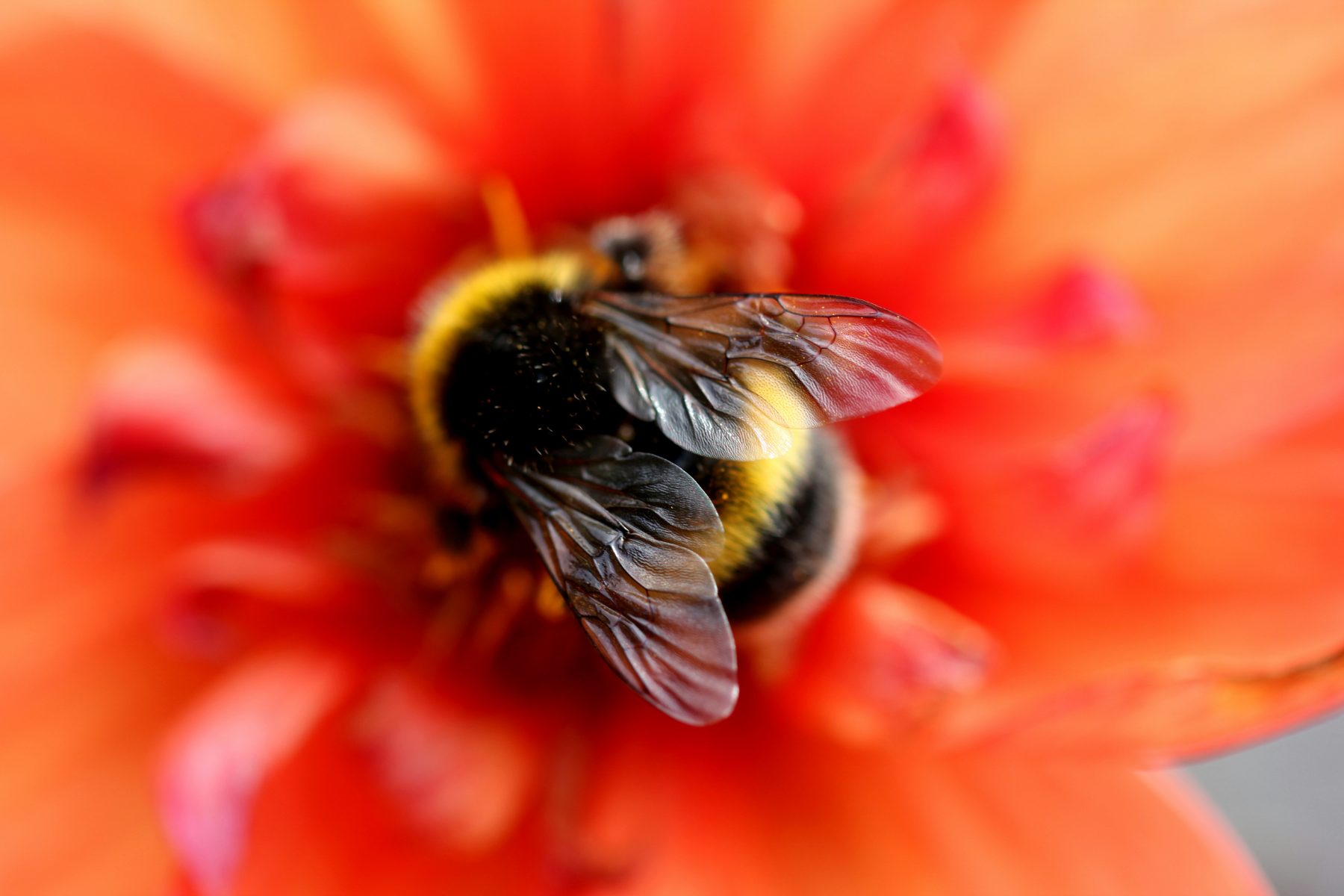 Pollinators of the Gulf: The Biodiversity Layer Most Briefs Forget