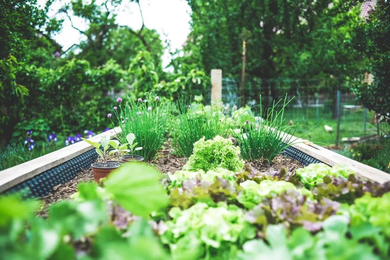 Hedges That Hold the Line: Choosing Shrubs for Screening & Structure