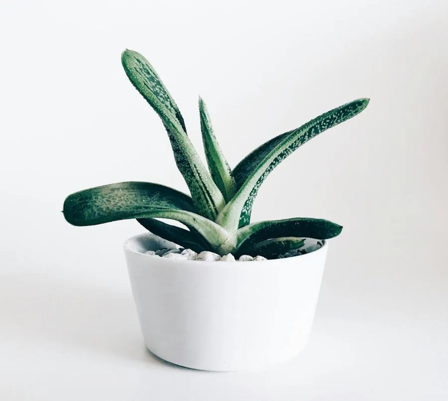 Monstera Deliciosa — Monstera deliciosa