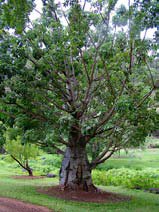 Adansonia digitata