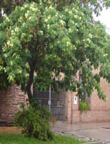 Albizzia lebbeck