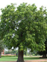 Azadirachta indica