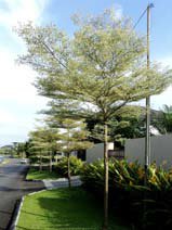 Bucida buceras
