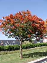 Delonix regia