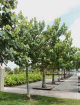 Hibiscus tiliaceus