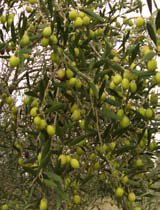 Olea europaea
