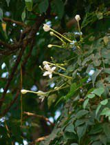 Millingtonia hortensis