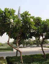 Plumeria obtusa