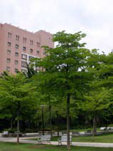 Terminalia mantaly
