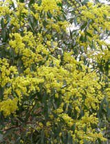 Acacia pycnantha