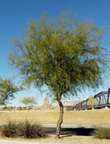 Acacia farnesiana