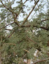 Acacia mellifera
