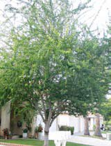 Acacia saligna