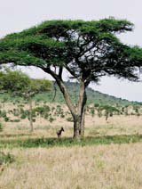 Acacia tortilis