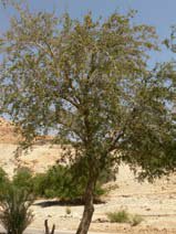 Ziziphus spina-christi