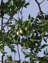 Ziziphus jujuba