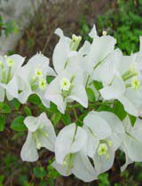 Bougainvillea glabra white
