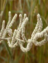 Aerva javanica