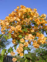 Bougainvillea glabra yellow