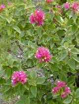 Bougainvillea pink pixie