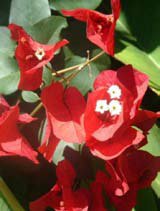 Bougainvillea glabera red