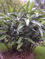 Alpinia zerumbet