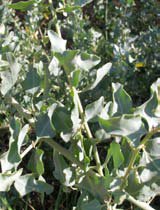 Atriplex lantiformis