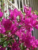 Bougainvillea glabra pink
