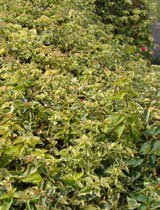 Bougainvillea glabra variegata