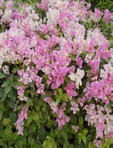 Bougainvillea mary palmer