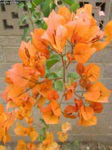 Bougainvillea glabra orange