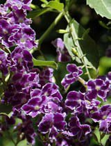 Bougainvillea glabra sanderiana