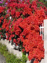 Bougainvillea spectabilis