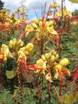 Caesalpinia gilliesii