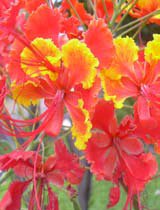 Caesalpinia pulcherrima orange