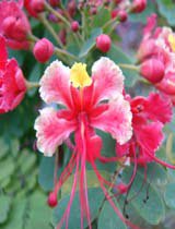 Caesalpinia pulcherrima crimson