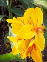 Canna indica yellow