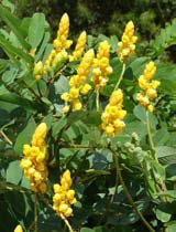 Cassia alata