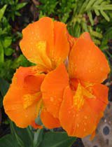 Canna indica orange