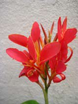 Canna indica rubrum