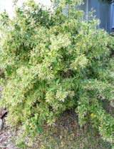 Cestrum nocturnum