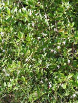Clerodendron inerme