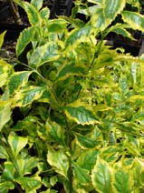 Duranta erecta gold