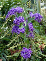 Duranta repens