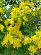 Cassia bicapsularis