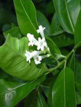 Cestrum diurnum