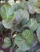 Coccoloba uvifera