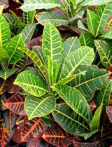 Codiaeum variegatum