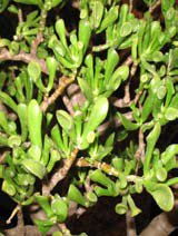 Crassula argentea