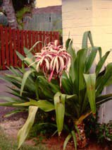 Crinum amabile